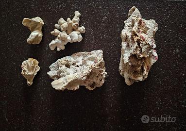 Corralite per acquari