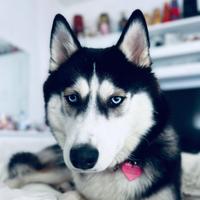 Accoppiamento per femmina siberian husky