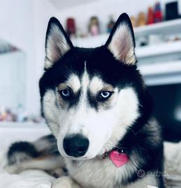 Accoppiamento per femmina siberian husky