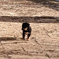Baby cuccioli