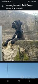 Cane Corso originali cuccioli