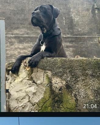 Cane Corso originali cuccioli