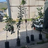 Alberi