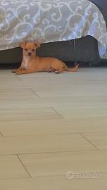 Chihuahua