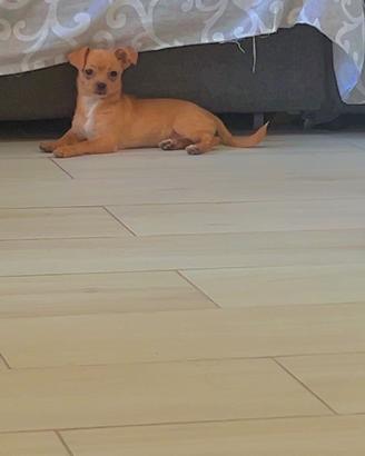 Chihuahua