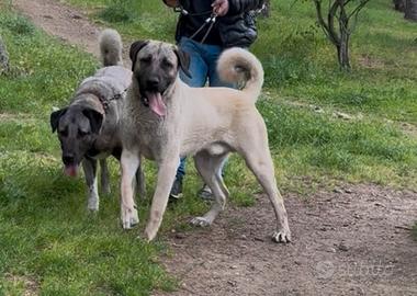 Pastore dell'Anatolia/Kangal per monta