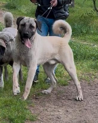 Pastore dell'Anatolia/Kangal per monta