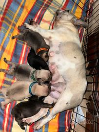 Cuccioli carrier fluffy bulldog francese