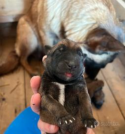 Pastore belga malinois