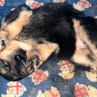 Cuccioli di Pastore Tedesco