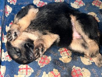 Cuccioli di Pastore Tedesco
