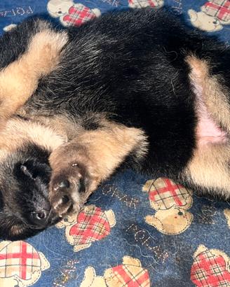 Cuccioli di Pastore Tedesco