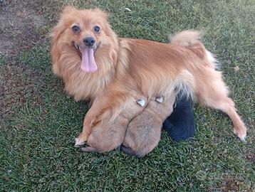 Cuccioli di volpino