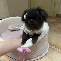Chihuahua a pelo lungo femmina
