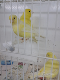 Canarini gialli ala bianca