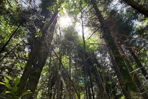 Terreno a Piano Sinatico Pistoia