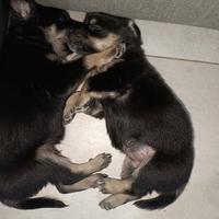 Disponibili cuccioli di cane meticcio taglia picco
