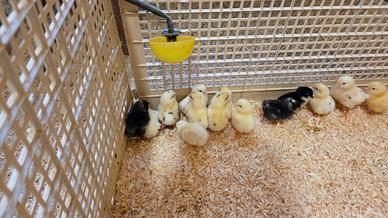 Pulcini LIVORNO PILE