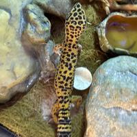 Gechi leopardini riproduttivi