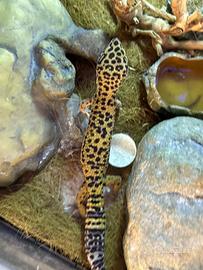 Gechi leopardini riproduttivi