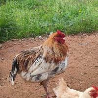 Gallo Legbar e Olive Egger
