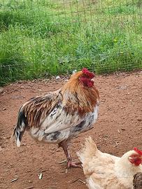 Gallo Legbar e Olive Egger