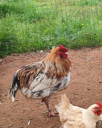 Gallo Legbar e Olive Egger