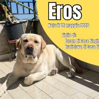 Labrador attende prima compagna