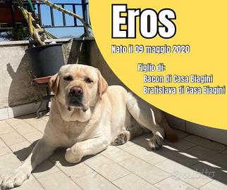 Labrador attende prima compagna