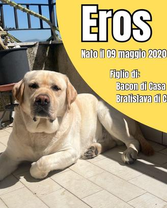 Labrador attende prima compagna