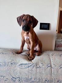 Cuccioli di Rhodesian Ridgeback