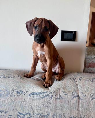 Cuccioli di Rhodesian Ridgeback
