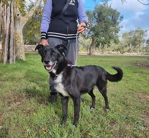 Crik e Crok, affettuosi e bravi vogliono una casa