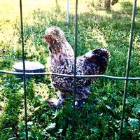 Gallo riproduttore moroseta