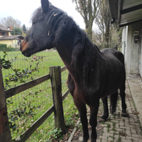 Cavalla San fratelana