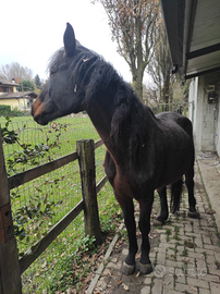 Cavalla San fratelana