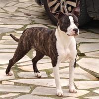 Amstaff femmina 11 mesi