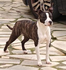 Amstaff femmina 11 mesi