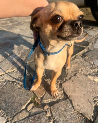 Chihuahua toy