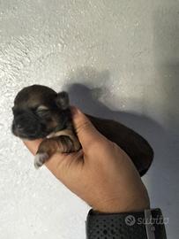 cucciolata di chihuahua 