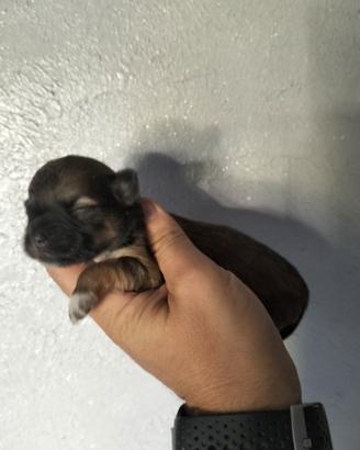 cucciolata di chihuahua 