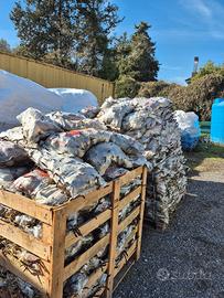 SVENDITA tuberi da semina germogliati