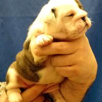 Cuccioli Bulldog Inglese