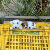 Cuccioli di Jack Russell