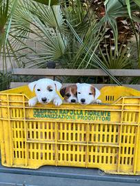 Cuccioli di Jack Russell