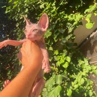 Gatta Sphynx