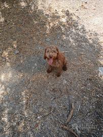 Cucciola lagotto romagnolo