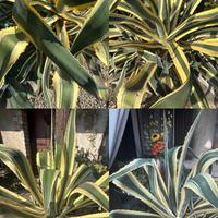 Piante grasse
