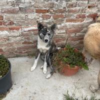Akita inu tigrata