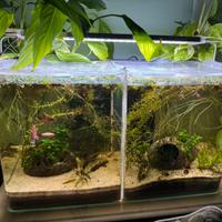 Acquario con pesci betta